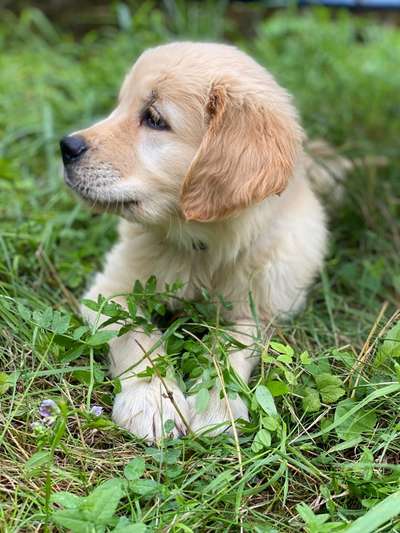 Die Dogorama Kalender Challenge 4/4-Beitrag-Bild