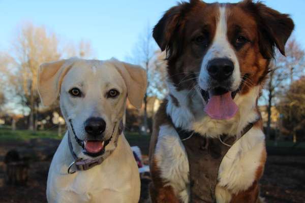 Foto's und Hundemodels-Beitrag-Bild