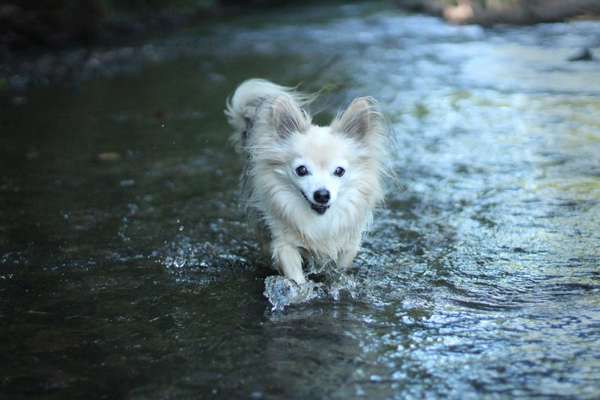 Dogorama-Monats-Challenge-Mai "Wasser"-Beitrag-Bild