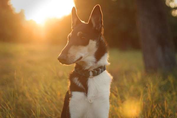 Die Dogorama Kalender Challenge 4/4-Beitrag-Bild