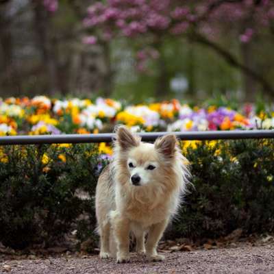 Wo sind die Chihuahua Besitzer ?-Beitrag-Bild