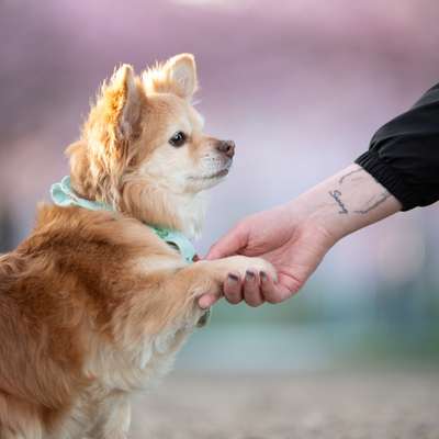 Hundetreffen-Gemeinsame Gassirunden mit kleinen Hunden gesucht-Bild