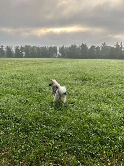 Hundetreffen-Gassipartner gesucht-Bild