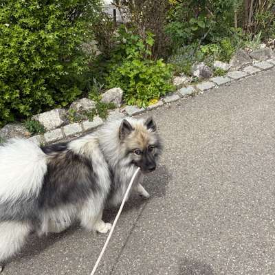 Hundetreffen-Gemeinsame Morgenrunde-Bild