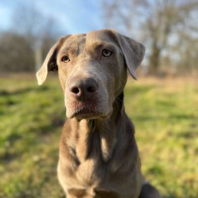 Hundetreffen-Social Walks-Bild