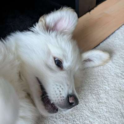 Hundetreffen-Golden Retriever Welpen treff-Bild