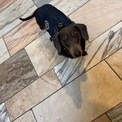 Hundetreffen-Dackel treffen in Stolberg/Aachen-Bild