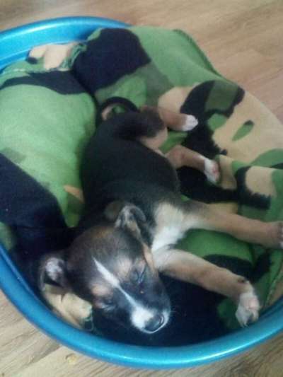 Welpen Bilder !-Beitrag-Bild