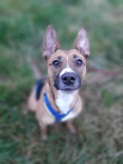 Dominanz-Beitrag-Bild