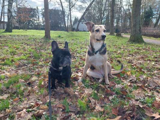 Hundetreffen-Gemeinsamer Spaziergang-Bild