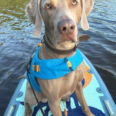 Hundetreffen-Gassirunde in Ludwigsfeld-Bild