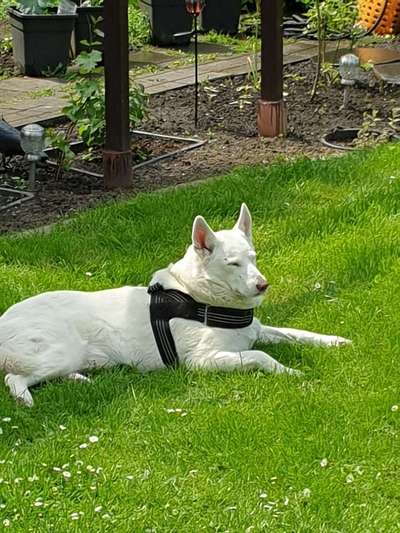 Mischlingshunde Foto Aufruf-Beitrag-Bild