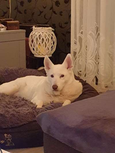 Mischlingshunde Foto Aufruf-Beitrag-Bild