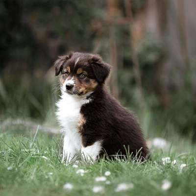Hundetreffen-Welpentreffen weichering-Profilbild
