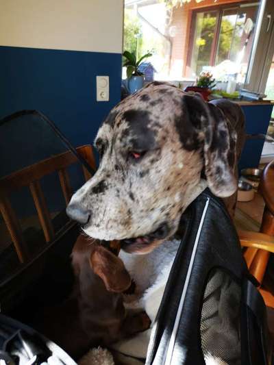 Fotowettbewerb : Hundekommunikation-Beitrag-Bild