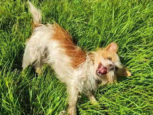 Wie kamst du zu deinem Hund?-Beitrag-Bild