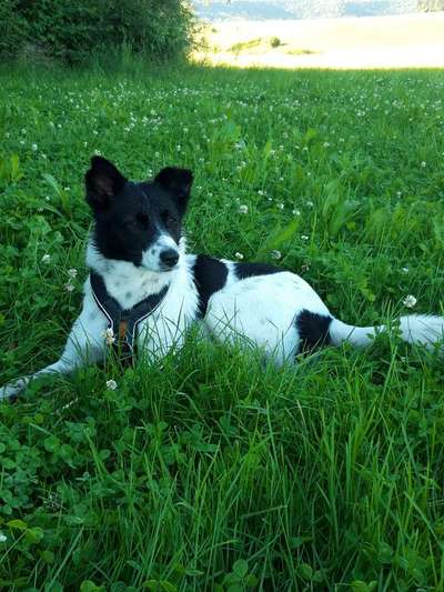 Die Dogorama Kalender Challenge Titelbild-Beitrag-Bild