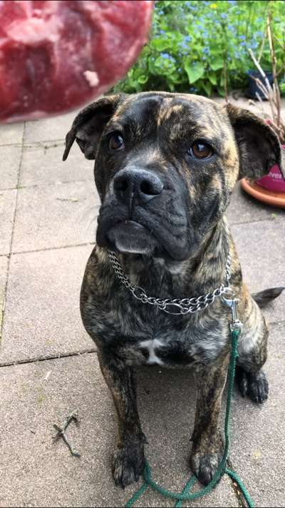 Olde English Bulldogge-Beitrag-Bild