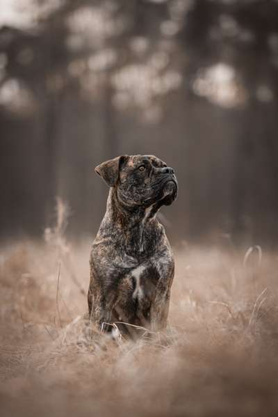 Hundetreffen-Training und Spielen-Bild