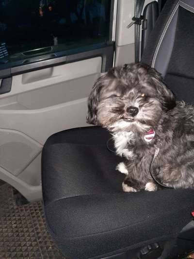 Welpenfotos-Beitrag-Bild