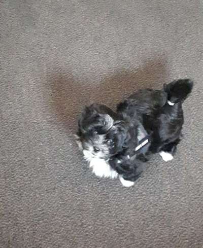 Welpenfotos-Beitrag-Bild