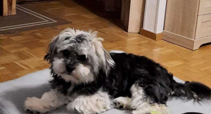 Welpenfotos-Beitrag-Bild