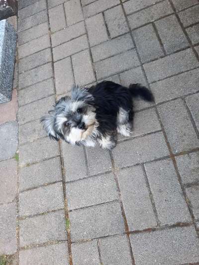 Welpenfotos-Beitrag-Bild