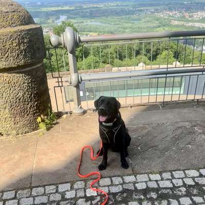 Hundetreffen-Gemeinsame Spaziergänge mit Spaßfaktor-Bild
