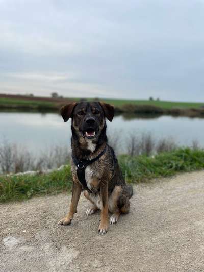 Hundetreffen-Gassi Runde-Bild