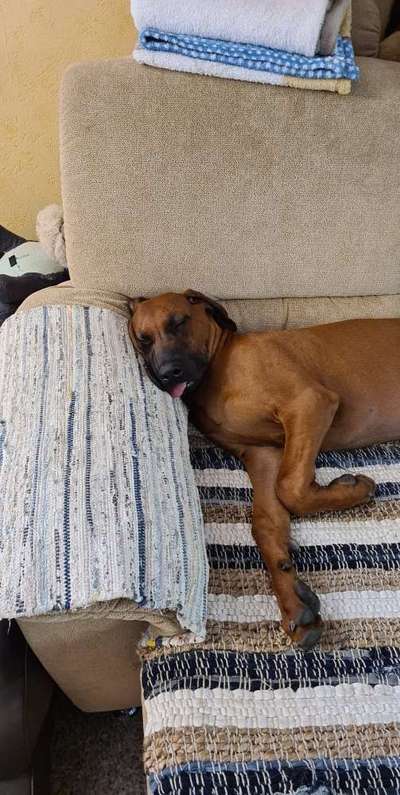 Rhodesian Ridgeback-Beitrag-Bild