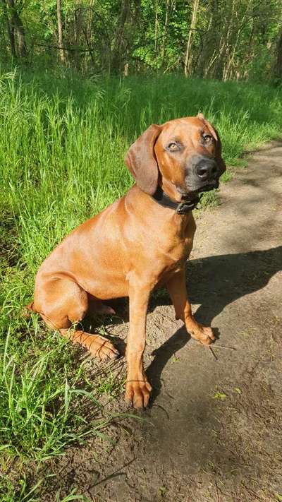 Rhodesian Ridgeback-Beitrag-Bild