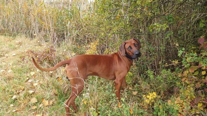 Rhodesian Ridgeback-Beitrag-Bild