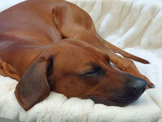 Rhodesian Ridgeback-Beitrag-Bild