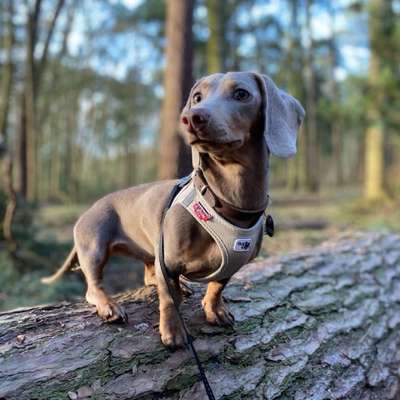 Hundetreffen-Freund:in für Khaleesi 🧡🐶-Bild