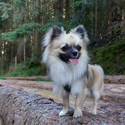 Hundetreffen-Gemeinsame Spaziergänge-Bild