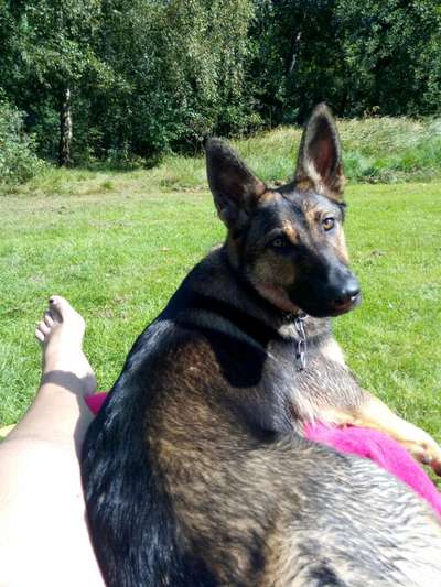 Alles rund um den Schäferhund, diskutieren erwünscht.-Beitrag-Bild