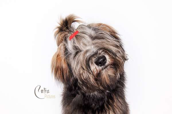 Tibet Terrier-Beitrag-Bild