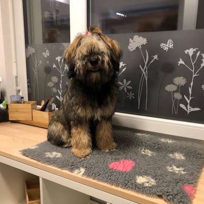 Mannheim Tierarzt-Beitrag-Bild