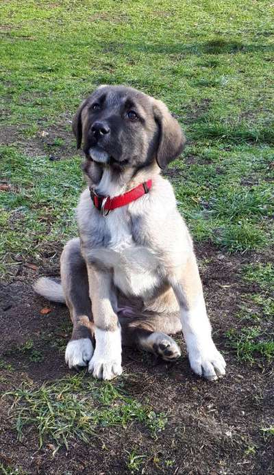 Welpen Bilder !-Beitrag-Bild