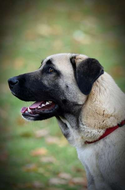 Kangal Fans ! ! ! !-Beitrag-Bild