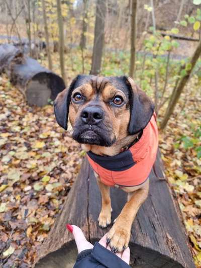 Hundetreffen-Social Walk-Bild