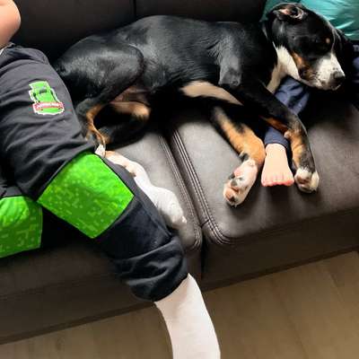 Hundetreffen-Möchte meine amy sozialisieren wer hat lust mal mit spazieren zu gehen das die spielen können-Bild