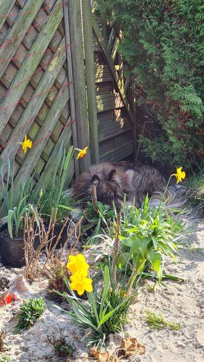 Die Dogorama Monats Challenge "Es grünt und blüht"-Beitrag-Bild