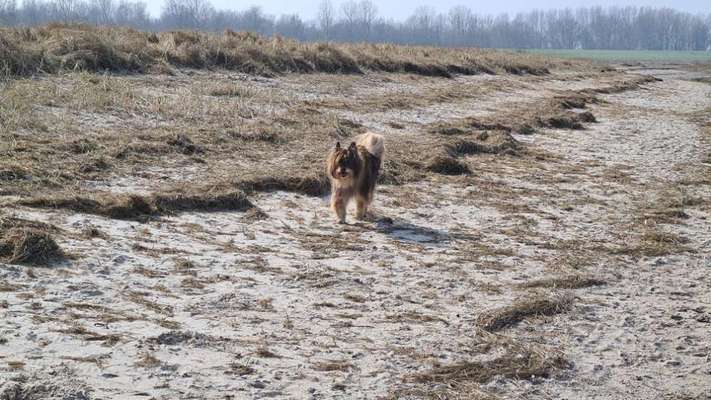 Erfahrungen mit Vibrationshalsband?-Beitrag-Bild