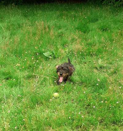 Die Dogorama Wochen Challenge-Beitrag-Bild