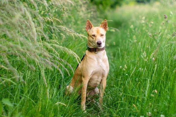 5. Hund im hohen Gras-Beitrag-Bild