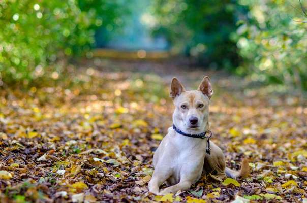 Fotochallenge Nr. 62 Romantische Momente-Beitrag-Bild