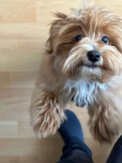 Havaneser dabei?:)-Beitrag-Bild