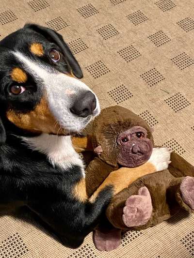 Dogorama Photo Challenge - Lieblingsspielzeug!-Beitrag-Bild