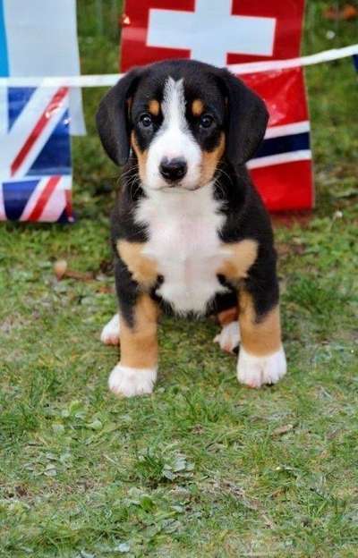 Dogorama Photo Challenge - Hundeblick zum hinschmelzen-Beitrag-Bild